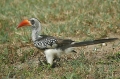 Red-Billed Hornbill